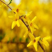 순희농장 개나리묘목 30그루 영춘화 황금개나리묘목 포트 울타리용꽃나무, 왜성개나리포트-3개
