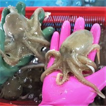 국산 활 봄 주꾸미 서해안 알배기 쭈꾸미 1kg 산지직송 산소포장, [급랭] 봄 주꾸미 1kg
