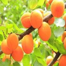 살구나무 묘목 왕살구 하코트 접목 특묘, 하코트특묘