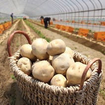 [산지직송] 포슬포슬한 햇 개진감자(중) 3kg5kg, 3kg, 1개