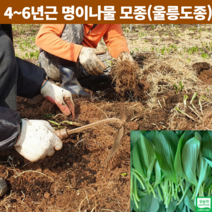 강원도 홍천 재배 자연산 국산 울릉도 종 산마늘모종 명이나물 모종 종근 뿌리 4년 5년근 6년근 이상 명이종근 종자 토종 50촉 100촉, 모종 100촉