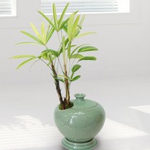 서황금 청자 [ 동양란 개업화분 개업식 승진 축하 선물 인테리어 반려식물 종류 물주기 가꾸기]