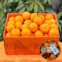 프레시퍼스트 제주 산지직송 카라향 제주도귤 고당도 귤 선별 가정용 선물용, 제주 카라향_가정용 3kg 소과 (11/15과)