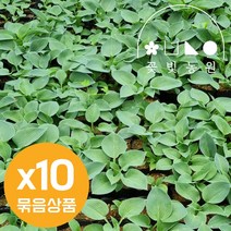 [10포트] 꽃빛농원 호스타 비비추 5종, 5. 블루문 (10개)