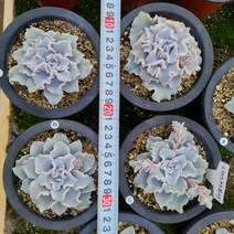 [신비농장] 크리스피뷰티 / 희귀다육 / 다육