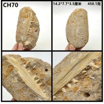 이빨 메갈로돈 치아화석 고생물 기석 장난감 추천 상어 화석 화석고발굴, 14