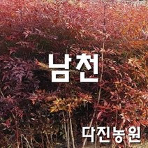 [다진농원]남천 2년생 모종 20~30cm )40cm 이상됩입니다.