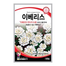 모칸도 세계종묘 꽃씨앗 이베리스 100립, 1개