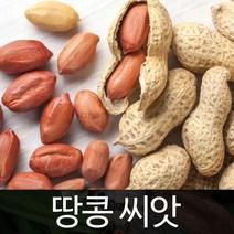 땅콩 씨앗 종자 재래종 토종 콩 peanut seed 30g