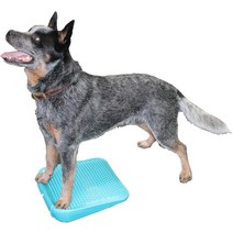 FitPAWS 경사로 아쿠아 강아지 훈련용품, 한개옵션0
