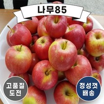 (나무85) 미니사과나무 루비에스 R4