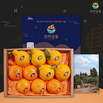 [명품패키지] 귤담원 레드향 한라봉 천혜향 명품 선물세트 3kg 5kg, 1박스, 09.천혜향 선물세트 3kg 중대과(9-13과)
