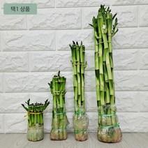 개운죽 1단계 원형10센치 수경재배 개운죽키우기 집에서 키우기 쉬운식물