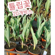 튤립-20개박스/튤립꽃 꽃말은 사랑의 고백 매혹