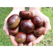 GAP 공주밤 정안 알밤 햇밤 생율 4kg 2kg, 정안 햇밤 대 2kg, 1개
