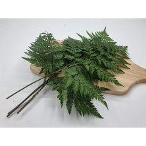 [특급] 생노무라 1단 루모라고사리 장식용