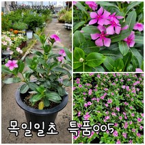 목일일초 목대005 랜덤 특 공기정화식물/미세먼지/공기정화효과 공기정화식물