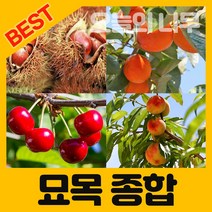 [오늘의 나무] 합리적 가격의 우수한 유실수 약용수 묘목 판매합니다., 실생호두묘목 상묘