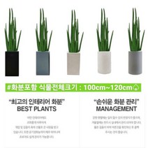 없음 [반값화분] MAIN-대형스투키A ROOT120(사업번창기원) 직접배송 축하화분 개업화분 거실화분 카페화분 인테리어화분 아레카야자 극락조 알로카시아 파키라 고무나무, 기본상품(막분+접시받침)
