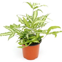 실내공기정화식물 120종 꽃 화분 미세먼지제거 아레카야자 해피트리 금전수, 모종포트, 푸테리스, 1개