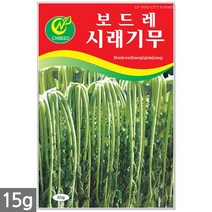 송송이 방울토마토 씨앗 50립 - 방울토마토씨앗 토마토씨앗 방울토마토씨 토마토씨 채소씨앗 주말농장 텃밭, 12_시래기무(15g)