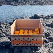 제주의 거친 해풍을 맞아 맛이 좋은 노지감귤, 노지감귤 가정용 5kg (S~M)