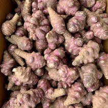 22년도 국내산 햇 생돼지감자 자색돼지감자 뚱단지 특품 5kg 10kg 패밀리농산물, 생 돼지감자 10kg