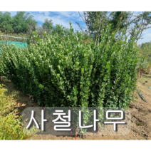 사철 나무 1.2m 뿌리묘 5주