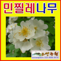 (D소망)민찔레나무묘목(4치포트) 7그루
