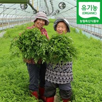청주 유기농 미나리 500g 1kg 2kg 4kg 산지직송, 유기농미나리 500g, 1개