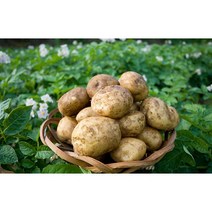 23년 정직한먹거리 감자 사이즈별 3kg 5kg 10kg, 10kg (특), 1개