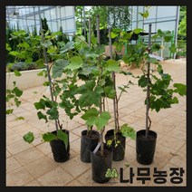 (나무농장) 샤인머스캣(샤인머스켓) 키 80cm 내외 지주대 포트