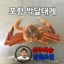 (선주직송) 프리미엄 최상급 포항 국산 대게 영덕 박달 대게 산지직송 택배 (9006), 박달대게 [소] (9.1cm~9.4cm) 3마리