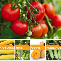 열매 채소 씨앗 모음 마이플랜트 강낭콩 와송 오이 호박 여주 고추 종자 베란다텃밭, 만나다다기오이