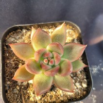 [메카다육]21-1020 메리나(에케베리아) 화분포함 다육식물 선인장 다육금 다육철화 두들레야 아프리카식물 코노피튬 하월시아 수입다육이 국민이, 1개