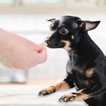 영양제 멍냥 오메가스타 오메가3 고양이 강아지