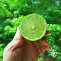 생 라임 1알(대과 개당95g 내외), 10알