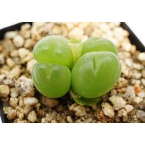 [코노피튬 파일로슬롬 0710] 홈가드닝 분재 선인장 키우기쉬운 아프리카 다육이 공기정화 특이한 귀여운 예쁜 희귀한 인테리어 생일 소형 작은 개업선물 리톱스 코노피튬 식물키우기