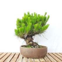육송 트리 소나무 적송 분재 피톤치드 묘목 월동 나무 화분