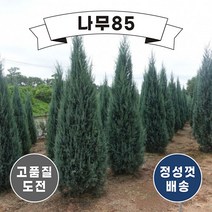 (나무85) 블루엔젤 삽목 포트 묘목, 2. 블루엔젤 4치 장포트