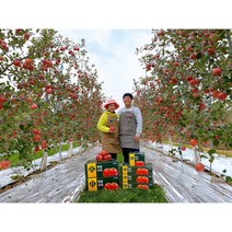 청송사과 경북사과 꿀사과 맛있는 사과 유명한곳 10kg 5kg, 10kg 중과(33~36과)