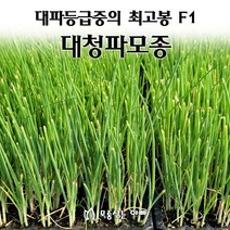 [모종심는아빠] 대파모종 대파중의 최고봉 F1 대청파, 50구, 1개