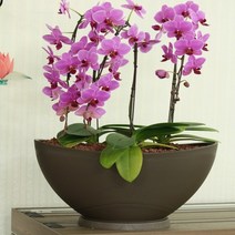 elco 국산 대형 플라스틱 타원형 화분(400사이즈) pro, 엘코_ 메탈브라운