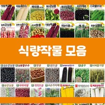 콩 옥수수 곡물 씨앗 모음, 17.적작두콩, 1개