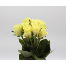 연노랑 장미꽃 생화택배 (고속터미널꽃시장 직배송) 꽃예꽃, 비슷한 느낌의 꽃으로 변경(다른꽃or다른색), 월요일 구매시 (수~목요일 도착)