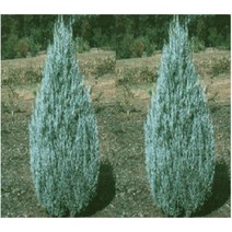 묘목/모종 문그로우 키 30~50cm 포트 R0395