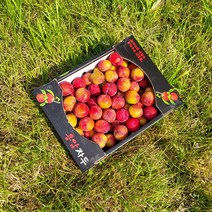 김천자두 대석 대석자두 포모사 포모사자두 추희자두 왕자두 자두 후무사자두 2.5KG 5KG, 추자두 2.5kg