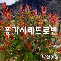 [다진농원] 홍가시레드로빈 3년생 30~40cm