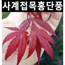 사계접목홍단풍(블러드굿) R3cm(분) 1개/나무 묘목/활엽수/정원용