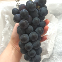 국내산 산지직송 고당도 제철 켐벨 캠벨포도 1~3kg 프리미엄 특등급 상주 모동 모서 봉지 노지 김천포도 봉지포토 노지포도 모동포도, 3kg, 1개